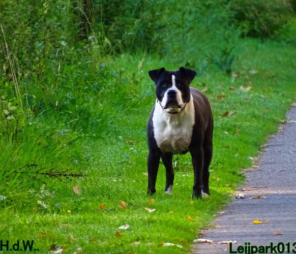 Leijpark013 Beestenboel 23-8-2023 