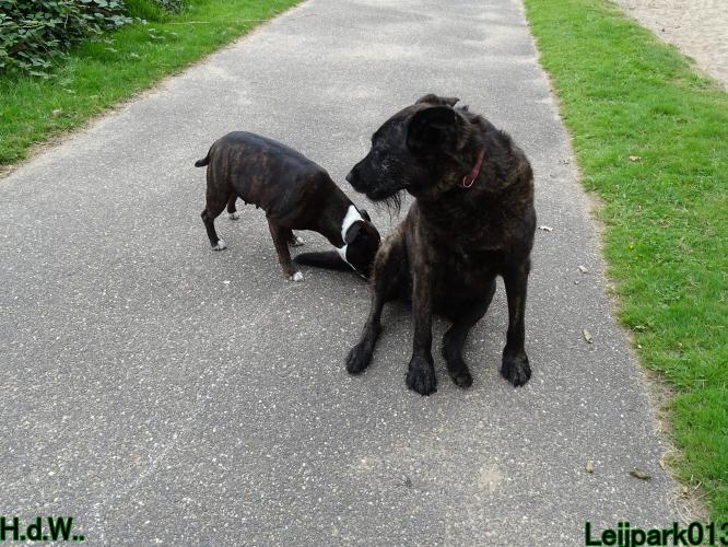 Leijpark013 Beestenboel 23-8-2023 