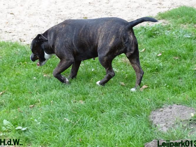 Leijpark013 Beestenboel 23-8-2023 