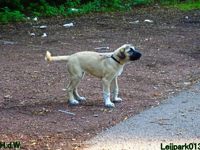 Leijpark013 Beestenboel 23-8-2023 