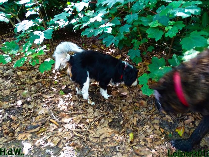 Leijpark013 Beestenboel 23-8-2023 