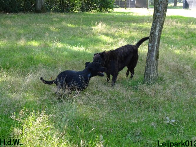 Leijpark013 Beestenboel 23-8-2023 