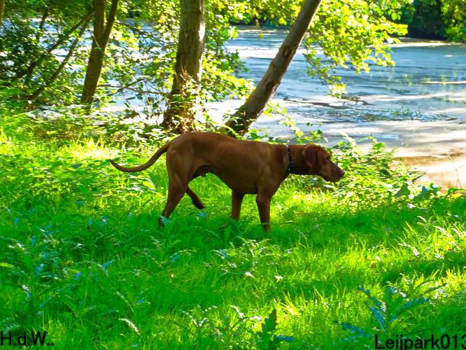 Leijpark013 Beestenboel 23-8-2023 