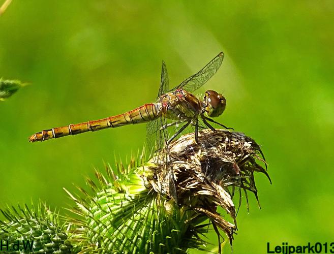 Leijpark013 21 &amp; 22 &amp; 23 &amp; 24 augustus 2023 