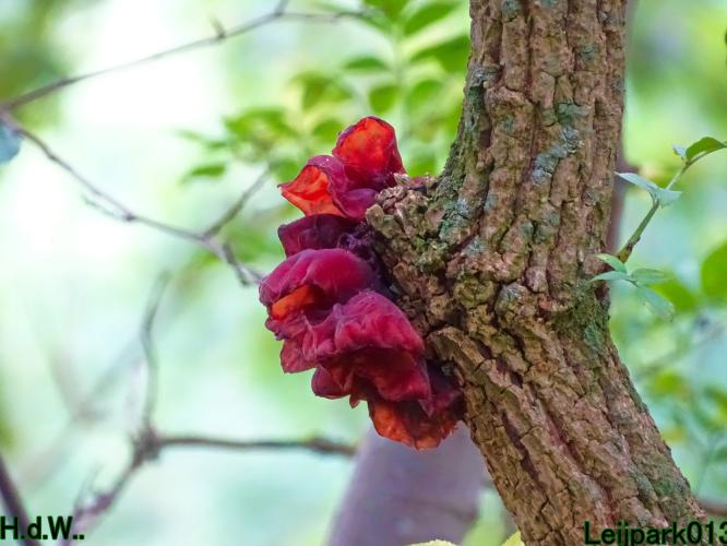 Leijpark013 21 &amp; 22 &amp; 23 &amp; 24 augustus 2023 