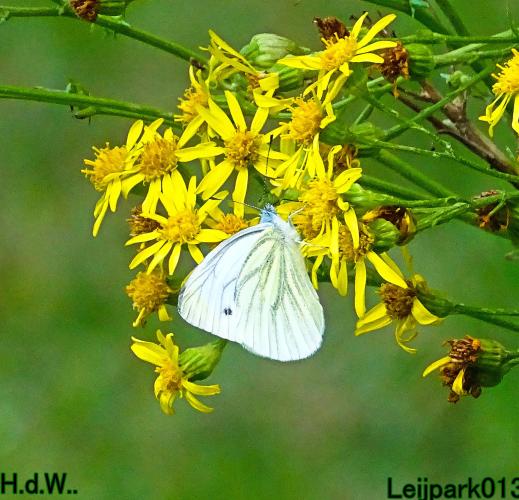 Leijpark013 21 &amp; 22 &amp; 23 &amp; 24 augustus 2023 