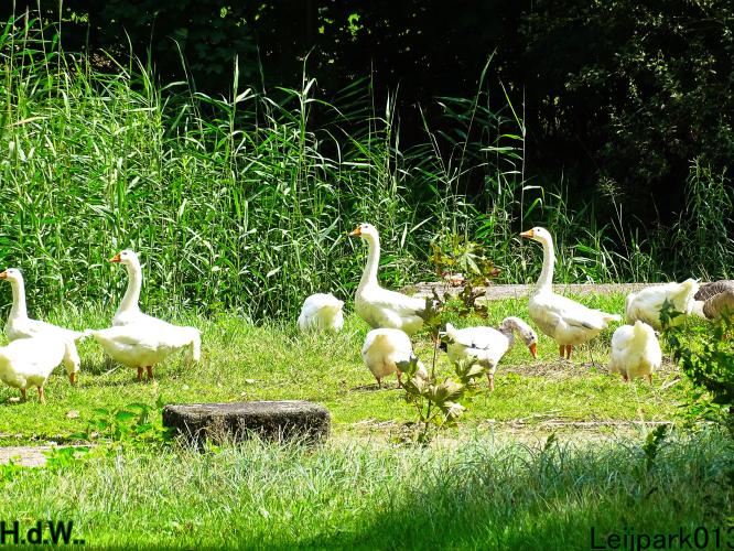 Leijpark013 21 &amp; 22 &amp; 23 &amp; 24 augustus 2023 