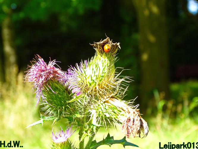 Leijpark013 21 &amp; 22 &amp; 23 &amp; 24 augustus 2023 