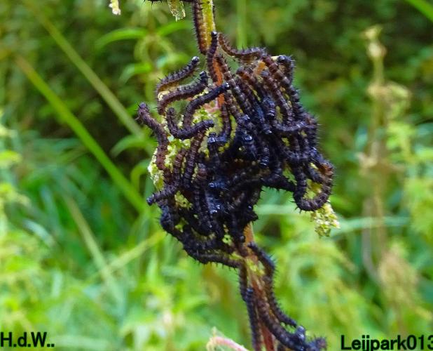 Leijpark013 21 &amp; 22 &amp; 23 &amp; 24 augustus 2023 