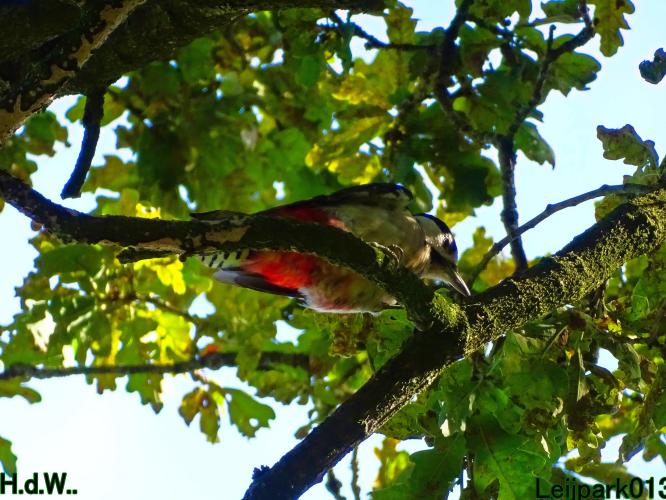 Leijpark013 21 &amp; 22 &amp; 23 &amp; 24 augustus 2023 