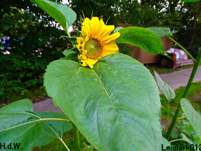 Leijpark013 21 &amp; 22 &amp; 23 &amp; 24 augustus 2023 