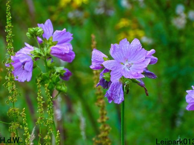 Leijpark013 21 &amp; 22 &amp; 23 &amp; 24 augustus 2023 