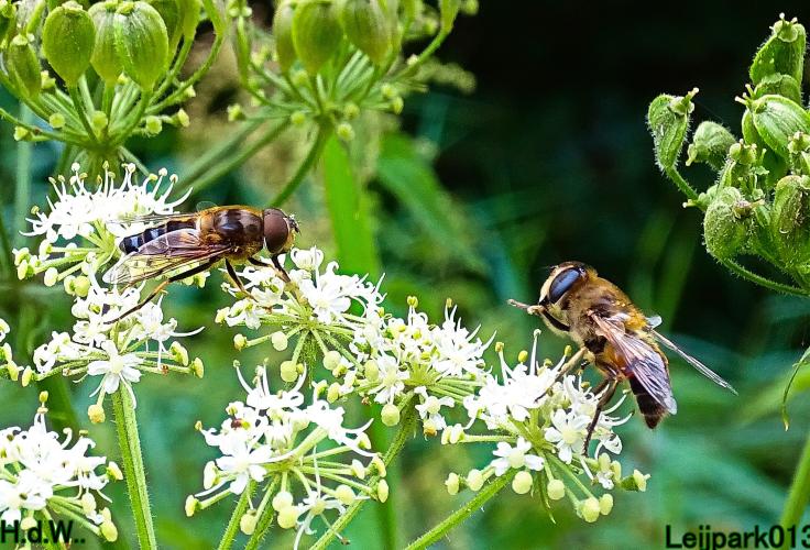 Leijpark013 21 &amp; 22 &amp; 23 &amp; 24 augustus 2023 