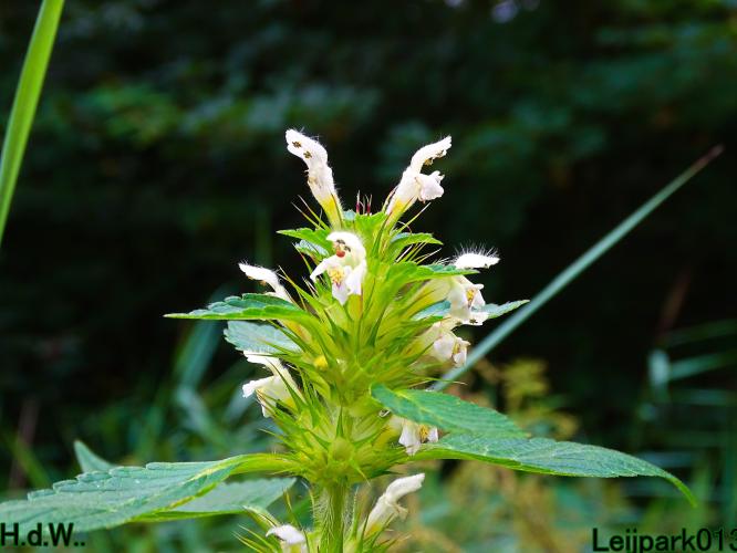 Leijpark013 21 &amp; 22 &amp; 23 &amp; 24 augustus 2023 