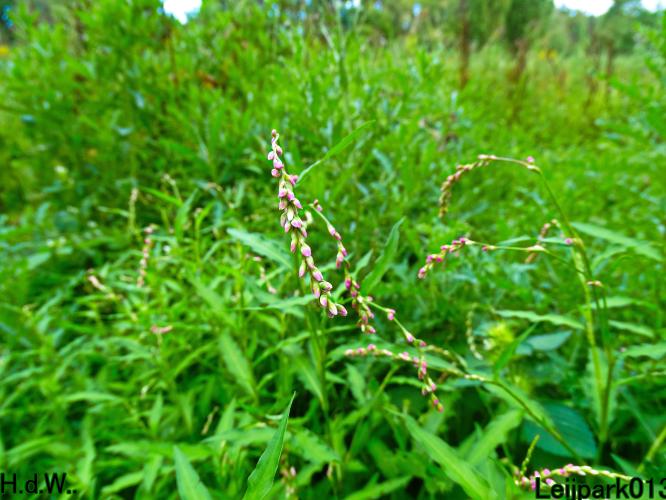 Leijpark013 21 &amp; 22 &amp; 23 &amp; 24 augustus 2023 