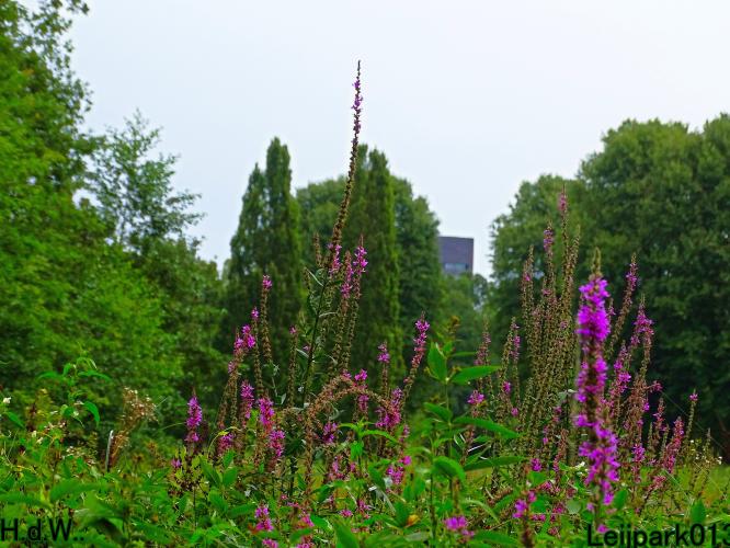 Leijpark013 21 &amp; 22 &amp; 23 &amp; 24 augustus 2023 