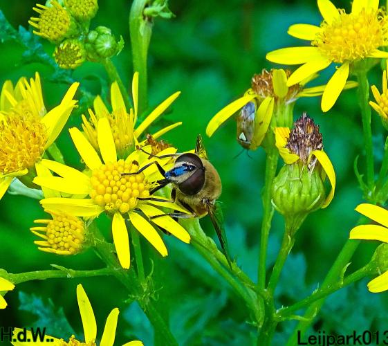 Leijpark013 21 &amp; 22 &amp; 23 &amp; 24 augustus 2023 