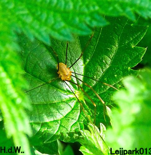 Leijpark013 21 &amp; 22 &amp; 23 &amp; 24 augustus 2023 