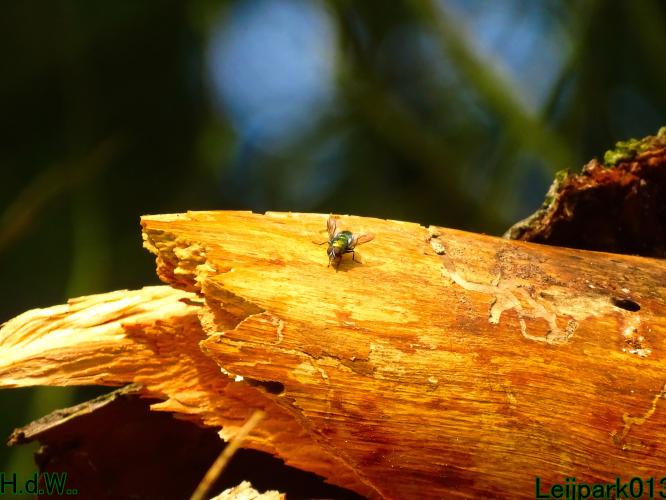 Leijpark013 21 &amp; 22 &amp; 23 &amp; 24 augustus 2023 