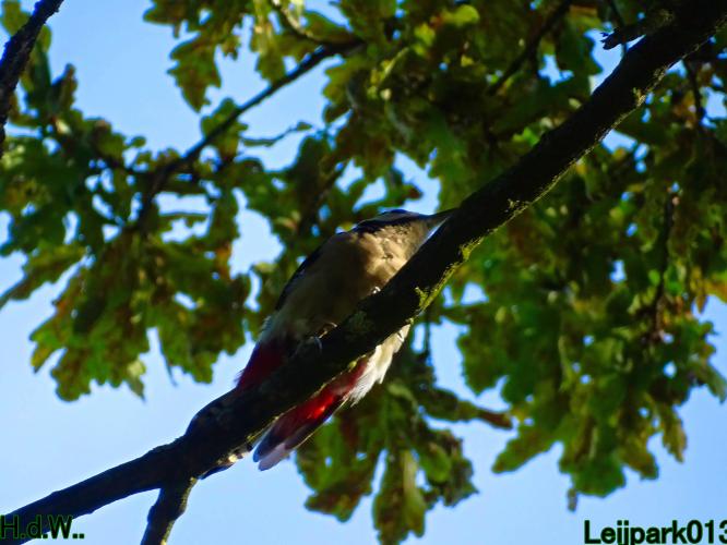 Leijpark013 21 &amp; 22 &amp; 23 &amp; 24 augustus 2023 