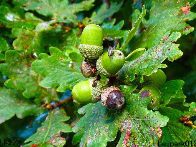 Leijpark013 21 &amp; 22 &amp; 23 &amp; 24 augustus 2023 