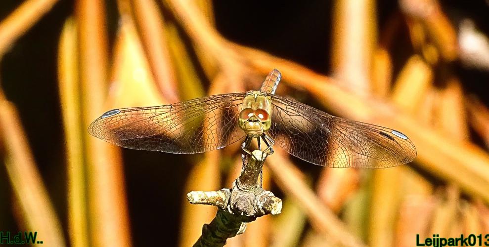 Leijpark013     2 &amp; 3 &amp; 4 &amp; 5 seotember 2023 