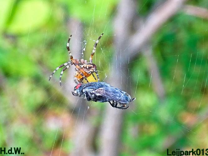 Leijpark013     2 &amp; 3 &amp; 4 &amp; 5 seotember 2023 