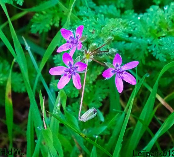 Leijpark013     2 &amp; 3 &amp; 4 &amp; 5 seotember 2023 