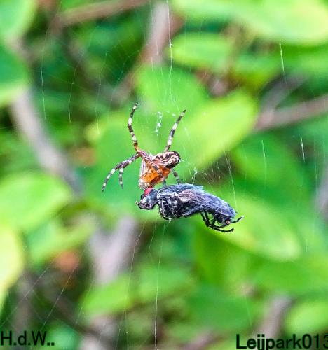 Leijpark013     2 &amp; 3 &amp; 4 &amp; 5 seotember 2023 