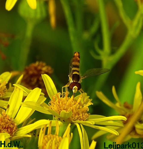 Leijpark013     2 &amp; 3 &amp; 4 &amp; 5 seotember 2023 