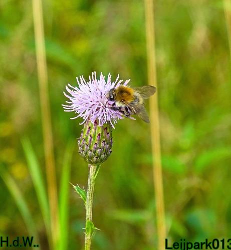 Leijpark013     2 &amp; 3 &amp; 4 &amp; 5 seotember 2023 