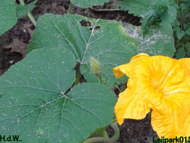 Leijpark013     2 &amp; 3 &amp; 4 &amp; 5 seotember 2023 