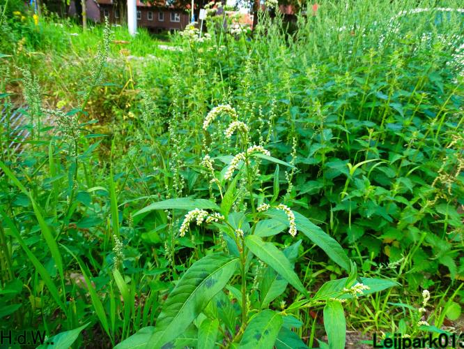 Leijpark013     2 &amp; 3 &amp; 4 &amp; 5 seotember 2023 