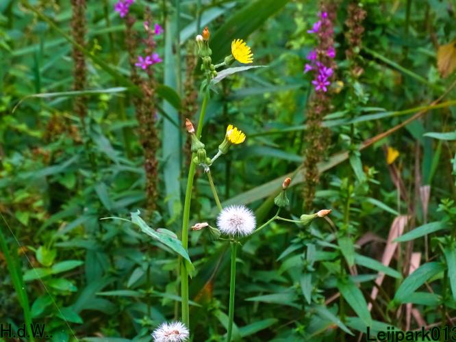 Leijpark013     2 &amp; 3 &amp; 4 &amp; 5 seotember 2023 