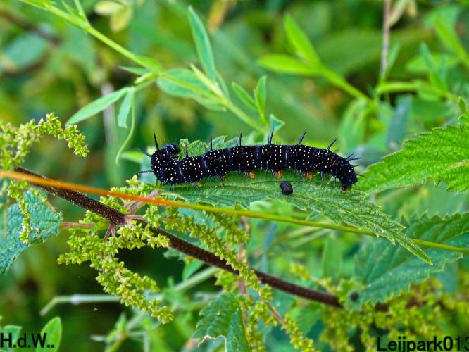 Leijpark013     2 &amp; 3 &amp; 4 &amp; 5 seotember 2023 