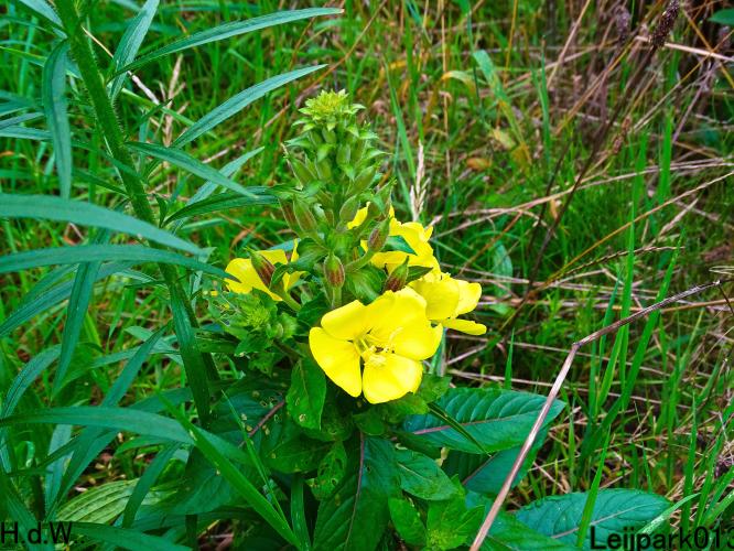 Leijpark013     2 &amp; 3 &amp; 4 &amp; 5 seotember 2023 