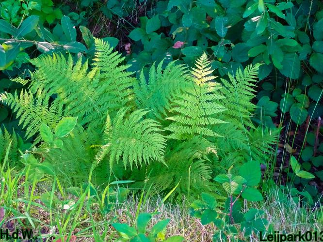 Leijpark013     2 &amp; 3 &amp; 4 &amp; 5 seotember 2023 