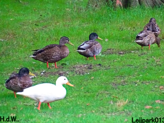 Leijpark013     2 &amp; 3 &amp; 4 &amp; 5 seotember 2023 