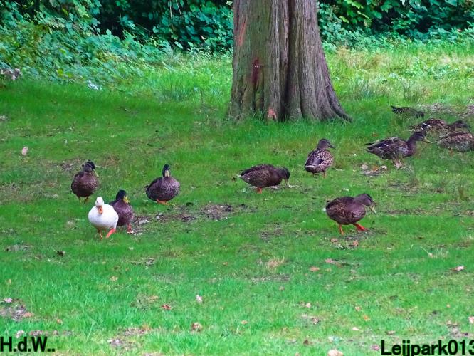 Leijpark013     2 &amp; 3 &amp; 4 &amp; 5 seotember 2023 