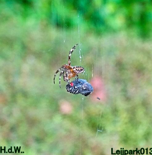 Leijpark013     2 &amp; 3 &amp; 4 &amp; 5 seotember 2023 