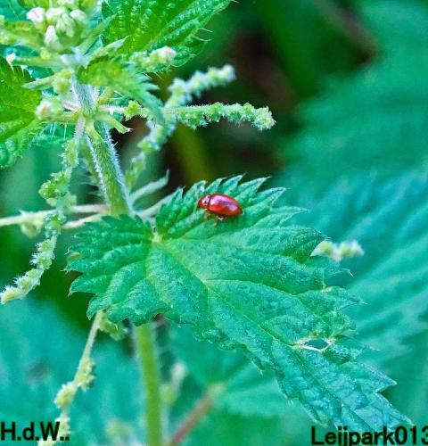 Leijpark013     2 &amp; 3 &amp; 4 &amp; 5 seotember 2023 