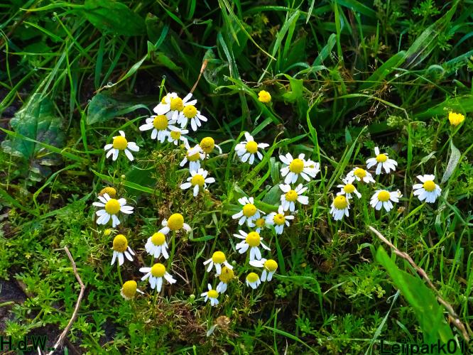 Leijpark013     2 &amp; 3 &amp; 4 &amp; 5 seotember 2023 