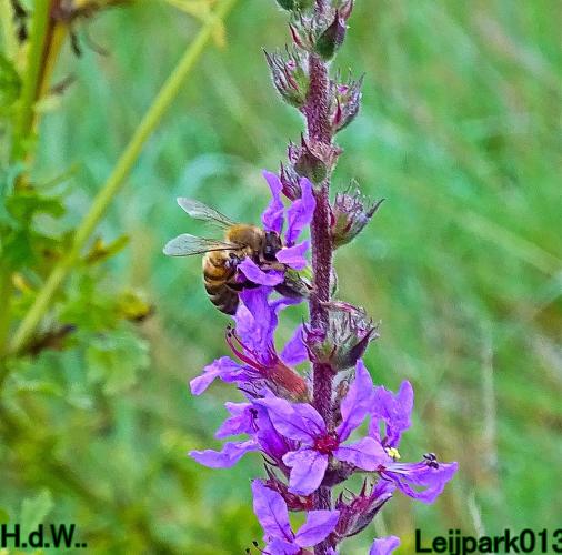 Leijpark013     2 &amp; 3 &amp; 4 &amp; 5 seotember 2023 