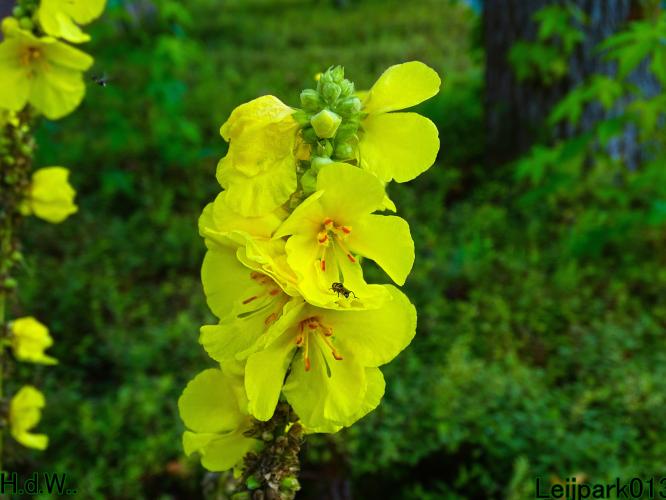 Leijpark013     2 &amp; 3 &amp; 4 &amp; 5 seotember 2023 