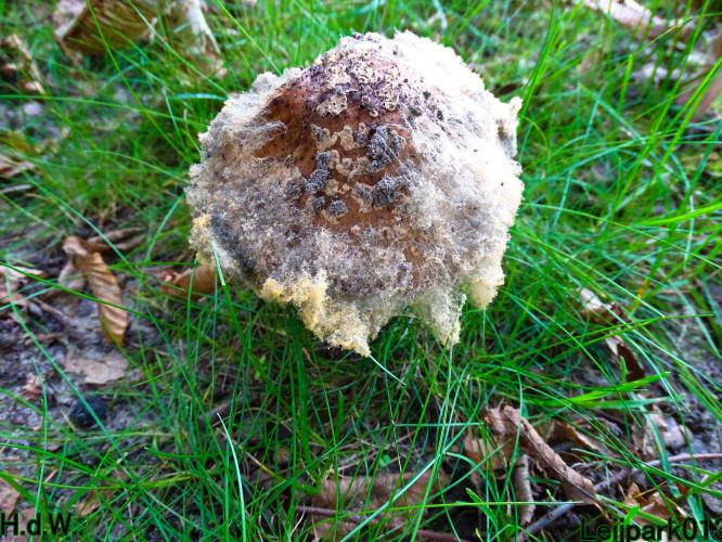 Leijpark013     2 &amp; 3 &amp; 4 &amp; 5 seotember 2023 