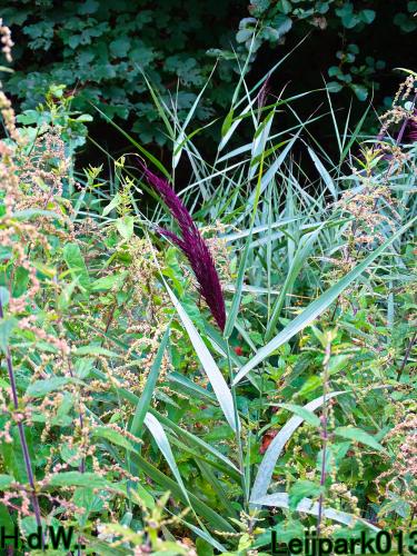 Leijpark013     2 &amp; 3 &amp; 4 &amp; 5 seotember 2023 