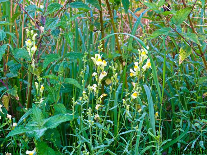 Leijpark013     2 &amp; 3 &amp; 4 &amp; 5 seotember 2023 