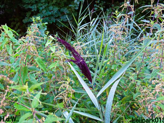 Leijpark013     2 &amp; 3 &amp; 4 &amp; 5 seotember 2023 