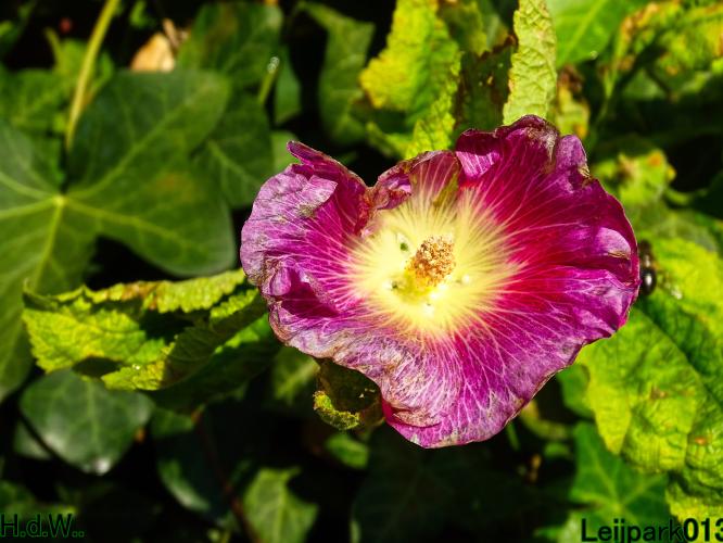 Leijpark013 14 &amp; 15 &amp; 16 &amp; 17 september 2023