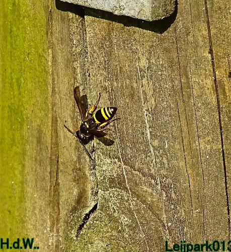 Leijpark013 14 &amp; 15 &amp; 16 &amp; 17 september 2023